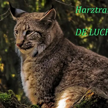 Апартаменты De Luchs Бад-Гарцбург